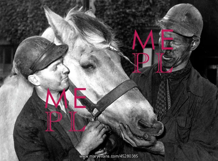 : Coal mining - Mine horse : Coal mining - Mine horse