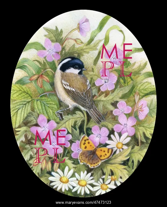  : Coal Tit with Butterfly