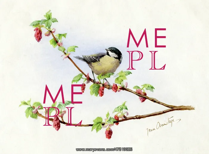  : Coal Tit on flowering currant
