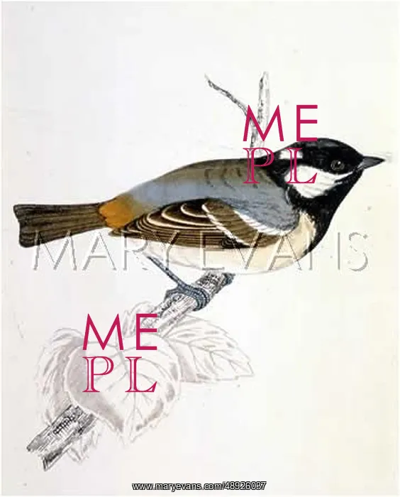  : COAL TIT (MORRIS)