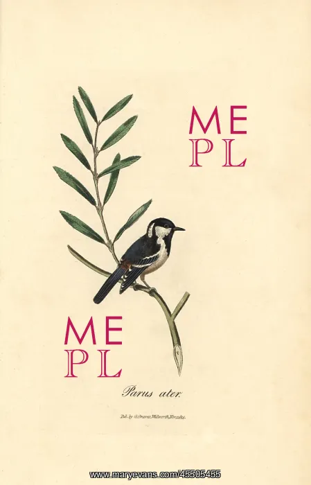 : Coal tit, Periparus ater : Coal tit, Periparus ater