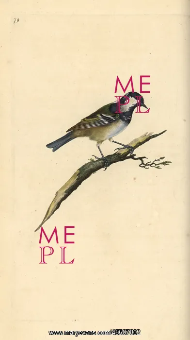 : Coal tit, Periparus ater : Coal tit, Periparus ater