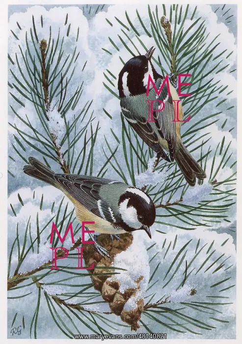  : Coal Tits