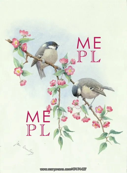  : Coal tits on blossom