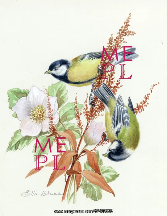  : Coal tits with hellebores