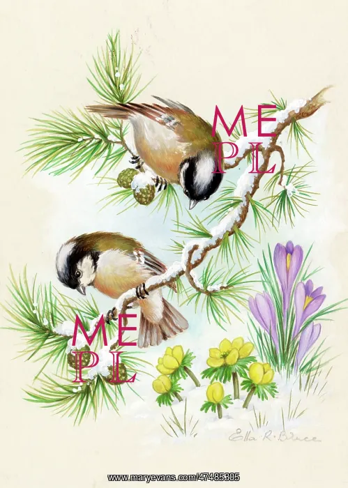  : Coal Tits on pine with aconites and crocuses