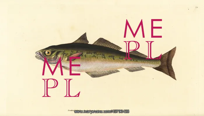 : Coalfish or saithe, Pollachius virens : Coalfish or saithe, Pollachius virens