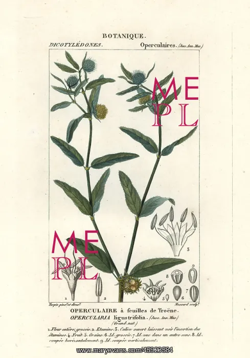 : Coarse stinkweed, Opercularia aspera : Coarse stinkweed, Opercularia aspera