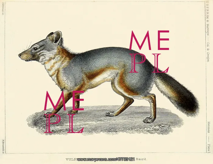  : Coast Fox. Vulpes littoralis