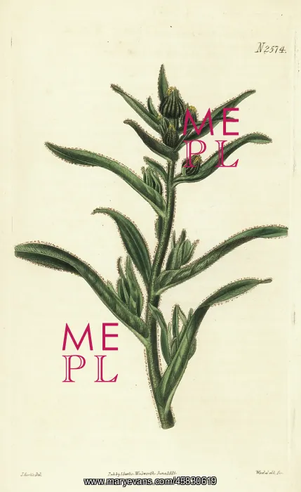 : Coast tarweed, Madia sativa : Coast tarweed, Madia sativa