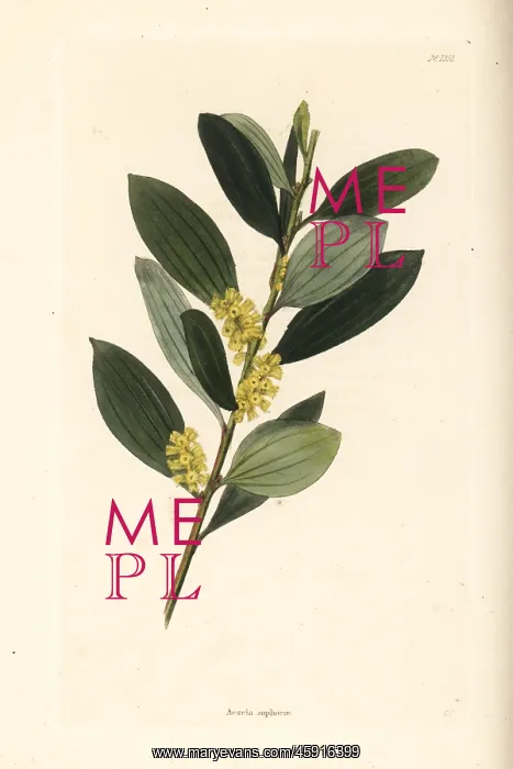 : Coast wattle, Acacia sophorae : Coast wattle, Acacia sophorae