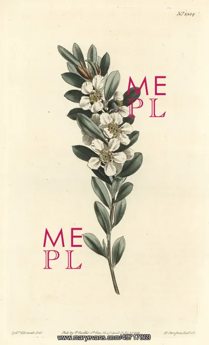 : Coastal tea tree, Leptospermum laevigatum : Coastal tea tree, Leptospermum laevigatum