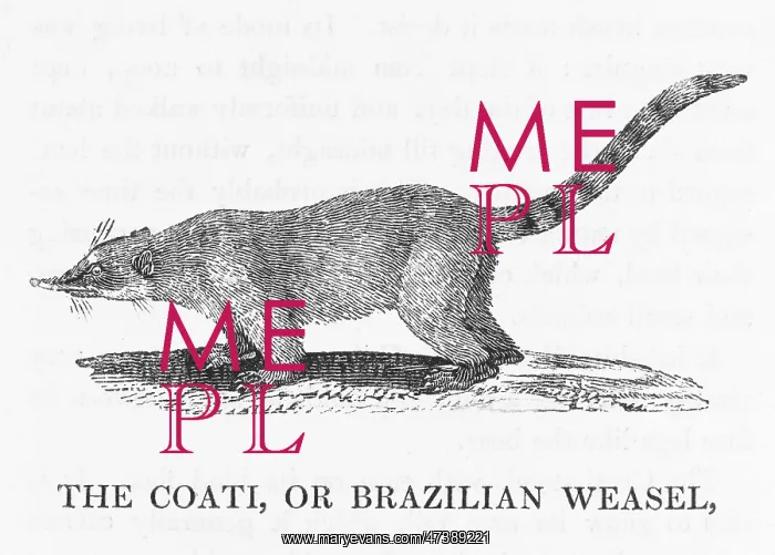 : COATI (BEWICK) : COATI (BEWICK)