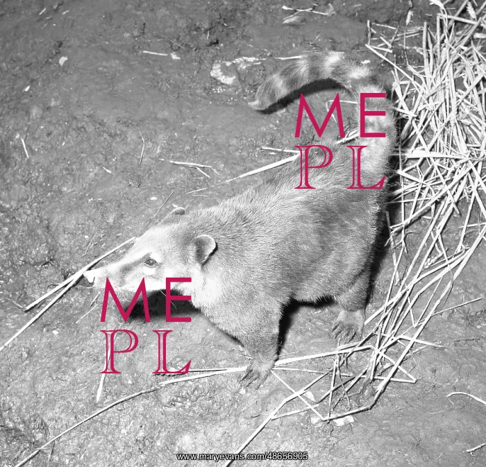  : Coatimundi