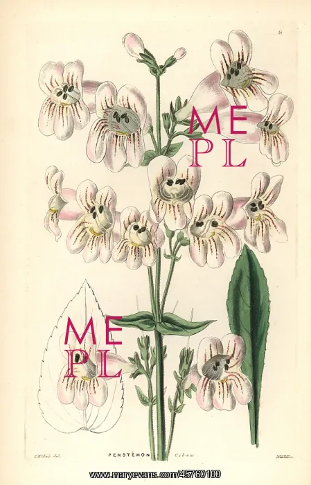 : Cobaea-flowered penstemon, Penstemon cobaea : Cobaea-flowered penstemon, Penstemon cobaea