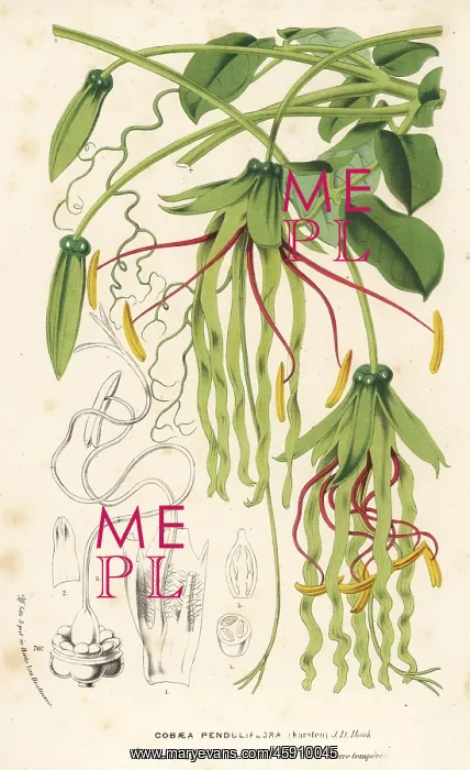 : Cobaea penduliflora : Cobaea penduliflora