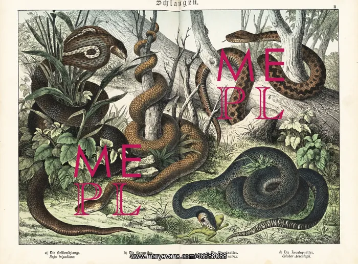 : Cobra, adder, grass snake and false coralsnake : Cobra, adder, grass snake and false coralsnake