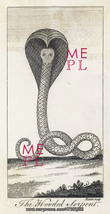 : COBRA ENGRAVING C18TH : COBRA ENGRAVING C18TH