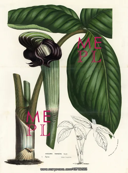 : Cobra lily, Arisaema ringens : Cobra lily, Arisaema ringens
