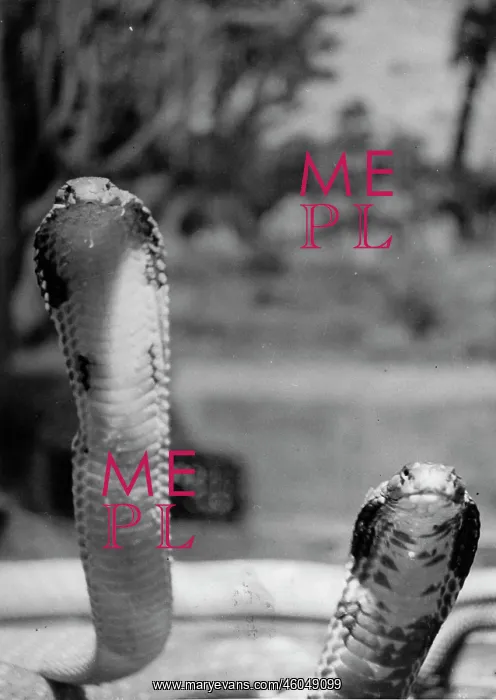 : Cobras. The picture shows two cobras. Photograph. Around 1930 : Cobras. The picture shows two cobras. Photograph. Around 1930