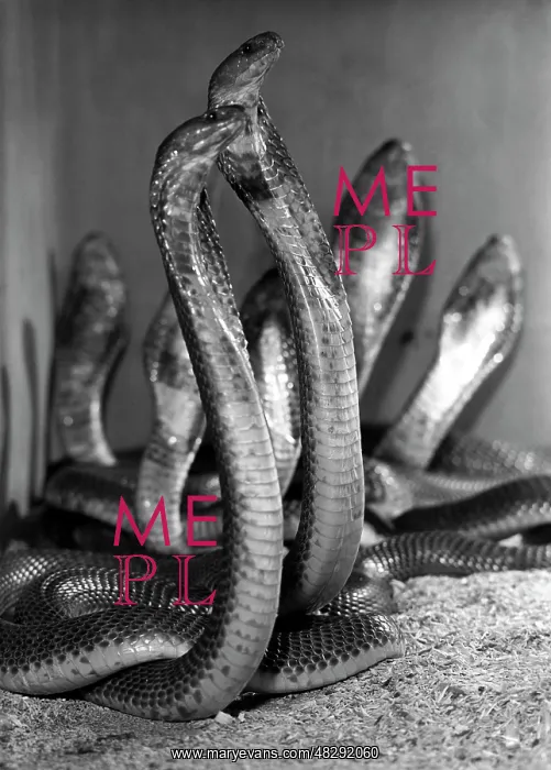 : Cobras. Frunze. USSR. June 24, 1963. Cobras in a laboratory-terrarium of : Cobras. Frunze. USSR. June 24, 1963. Cobras in a laboratory-terrarium of