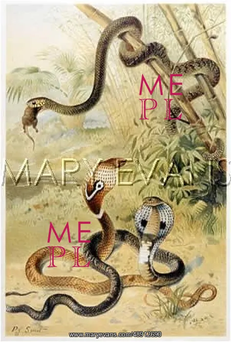 : COBRAS / RAT SNAKE : COBRAS / RAT SNAKE