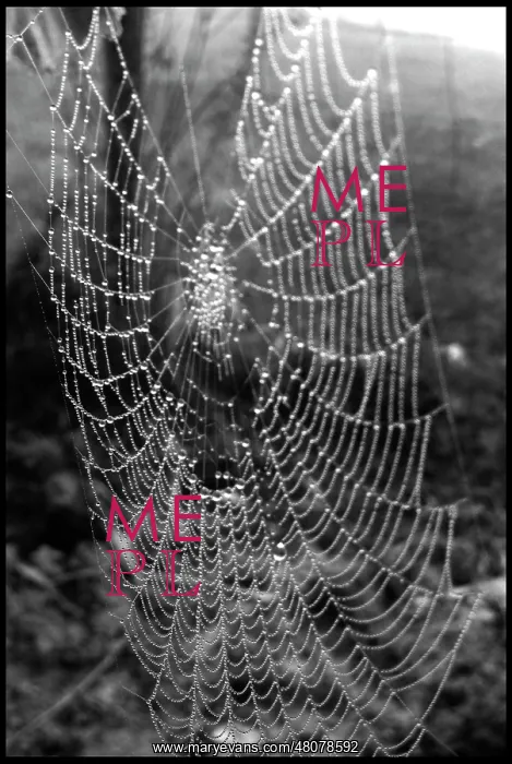  : Cobweb
