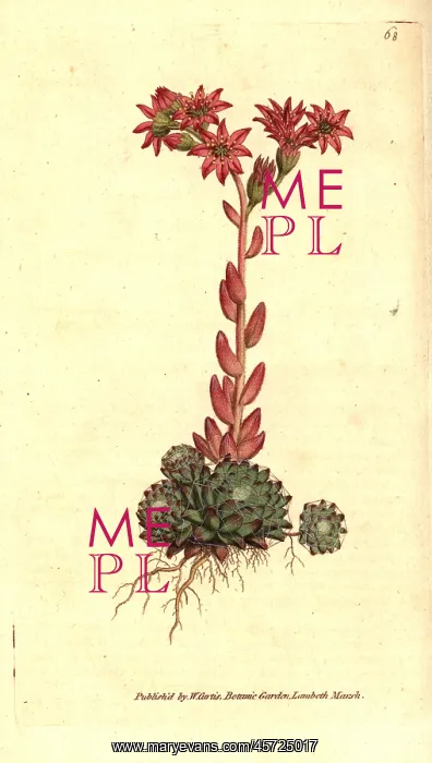 : Cobweb houseleek, Sempervivum arachnoideum : Cobweb houseleek, Sempervivum arachnoideum
