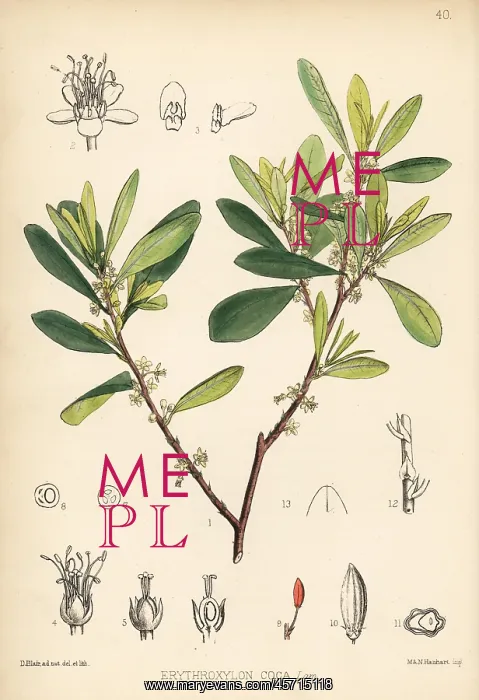 : Coca or cochuco, Erythroxylum coca : Coca or cochuco, Erythroxylum coca