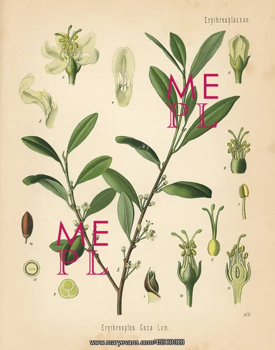 : Coca tree, Erythroxylum coca : Coca tree, Erythroxylum coca