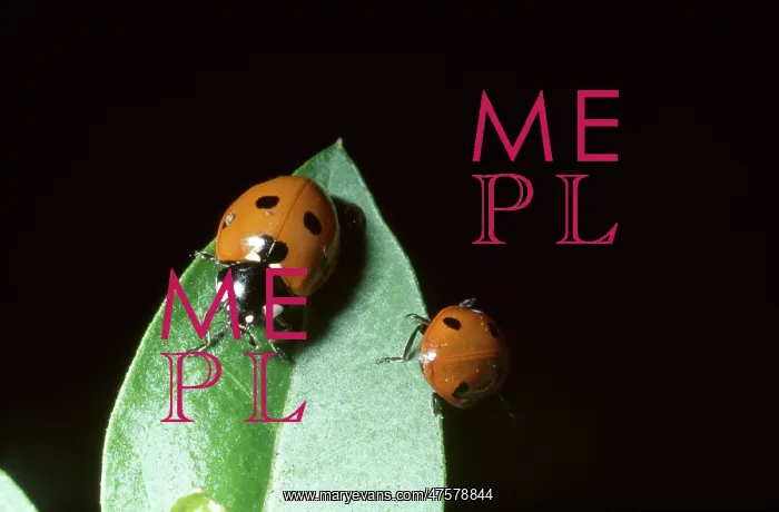 : Coccinella 7-punctata, ladybird : Coccinella 7-punctata, ladybird