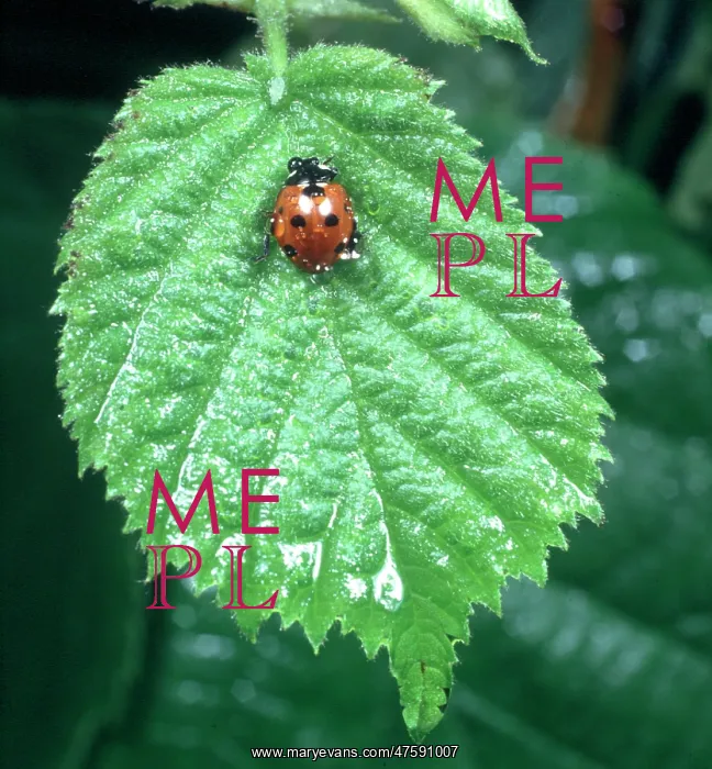 : Coccinella 7-punctata, ladybird : Coccinella 7-punctata, ladybird