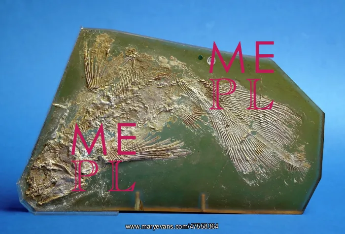 : Coccoderma suevicum, fossil coelacanth : Coccoderma suevicum, fossil coelacanth