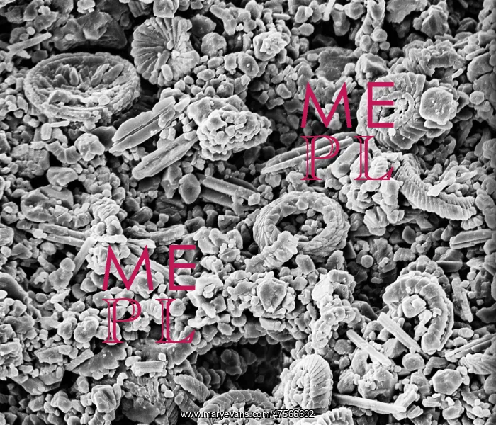  : Coccolith. Scanning electron microscope (SEM) image of a Folkestone chalk