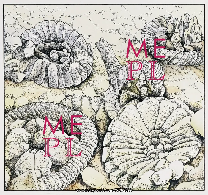 : Coccoliths magnified a thousand times : Coccoliths magnified a thousand times