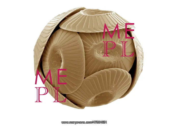: Coccolithus pelagicus : Coccolithus pelagicus