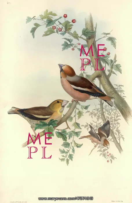 : Coccothraustes coccothraustes, hawfinch : Coccothraustes coccothraustes, hawfinch