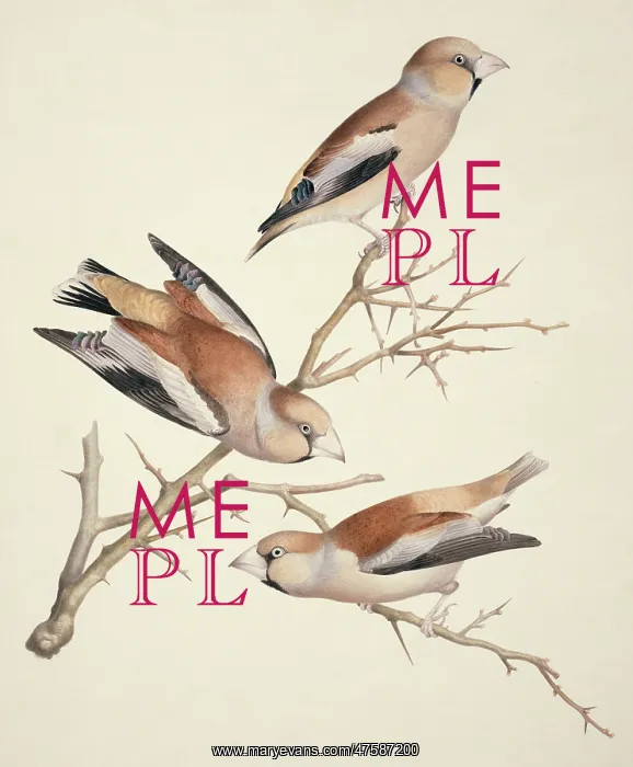 : Coccothraustes coccothraustes, hawfinch : Coccothraustes coccothraustes, hawfinch