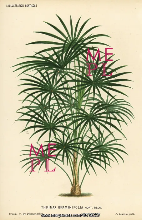 : Coccothrinax argentea palm tree : Coccothrinax argentea palm tree