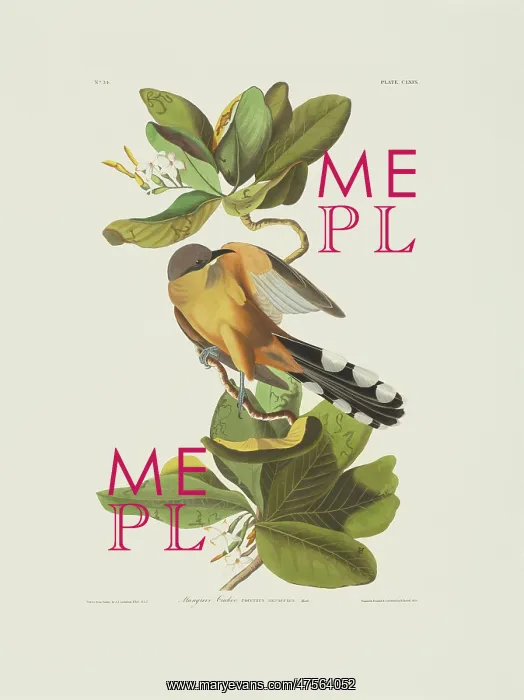 : Coccyzus minor, mangrove cuckoo : Coccyzus minor, mangrove cuckoo