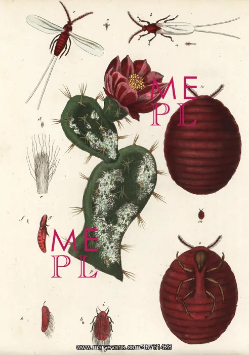 : Cochineal beetle, Dactylopius coccus, on a : Cochineal beetle, Dactylopius coccus, on a