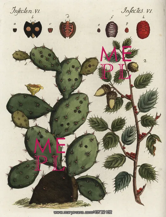 : Cochineal cactus and Kermes oak : Cochineal cactus and Kermes oak
