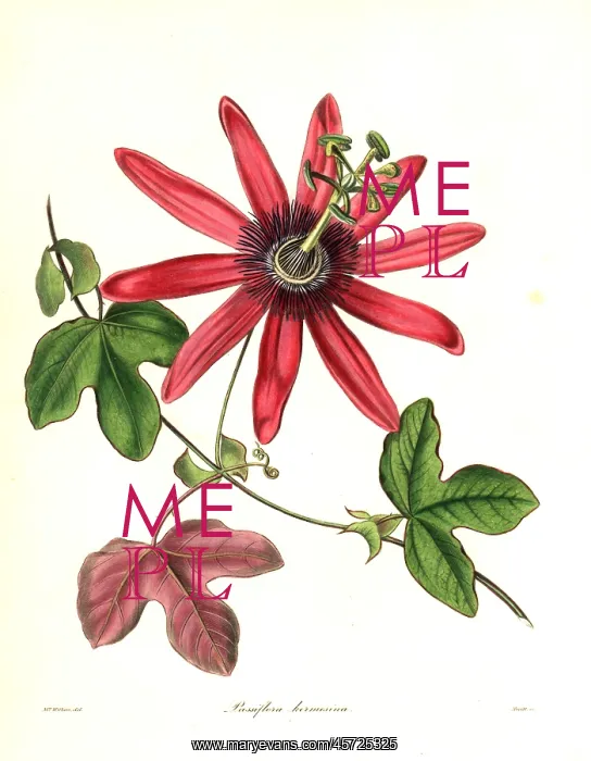 : Cochineal-coloured passionflower, Passiflora kermesina : Cochineal-coloured passionflower, Passiflora kermesina