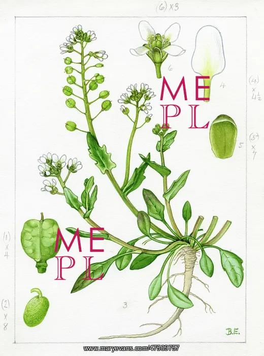 : Cochlearia anglica - English scurvygrass : Cochlearia anglica - English scurvygrass