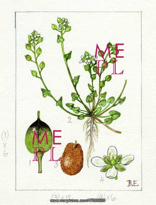 : Cochlearia danica - Danish scurvygrass : Cochlearia danica - Danish scurvygrass