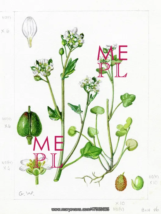 : Cochlearia officinalis - common scurvygrass : Cochlearia officinalis - common scurvygrass