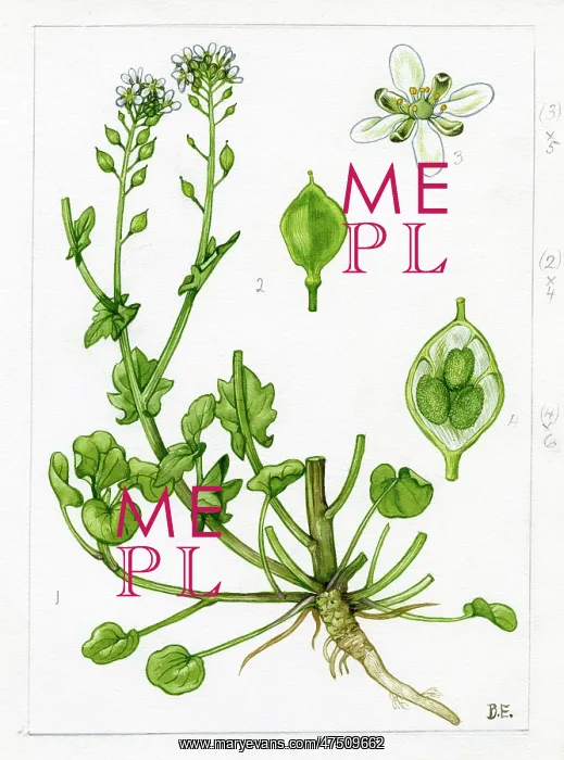 : Cochlearia officinalis - common scurvygrass : Cochlearia officinalis - common scurvygrass