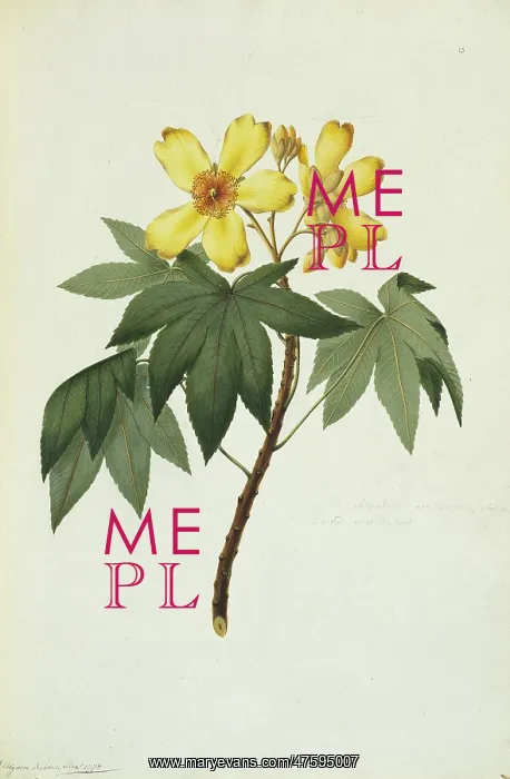 : Cochlospermum gillivraei, kapok tree : Cochlospermum gillivraei, kapok tree