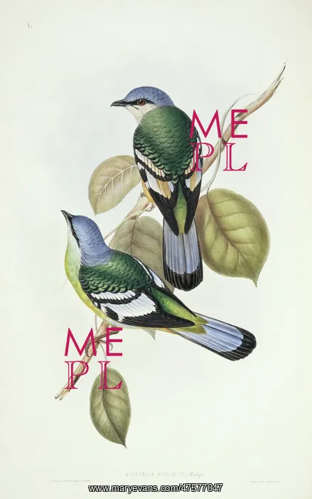 : Cochoa viridis, green cochoa : Cochoa viridis, green cochoa