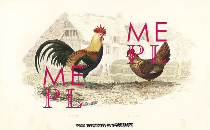 : Cock and hen, Phasianus gallus : Cock and hen, Phasianus gallus